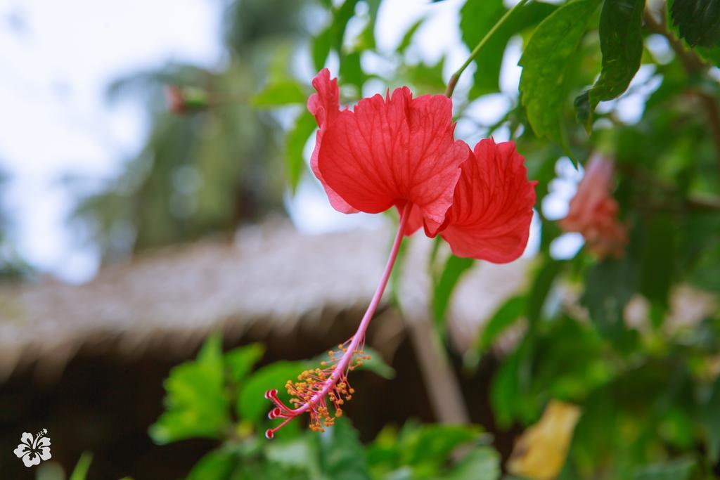 Seaflower Bungalows Srithanu Exterior photo